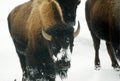 Bisons Buffalos in Winter in Yellowstone National Park, Wyoming and Montana. Northwest. Yellowstone is a winter wonderlandpe. Royalty Free Stock Photo