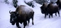 Bisons Buffalos in Winter in Yellowstone National Park, Wyoming and Montana. Northwest. Yellowstone is a winter wonderlandpe. Royalty Free Stock Photo