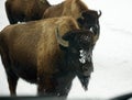 Bisons Buffalos in Winter in Yellowstone National Park, Wyoming and Montana. Northwest. Yellowstone is a winter wonderlandpe. Royalty Free Stock Photo