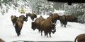 Bisons Buffalos in Winter in Yellowstone National Park, Wyoming and Montana. Northwest. Yellowstone is a winter wonderlandpe. Royalty Free Stock Photo