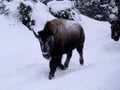 Bisons Buffalos in Winter in Yellowstone National Park, Wyoming and Montana. Northwest. Yellowstone is a winter wonderlandpe. Royalty Free Stock Photo