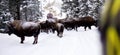 Bisons Buffalos in Winter in Yellowstone National Park, Wyoming and Montana. Northwest. Yellowstone is a winter wonderlandpe. Royalty Free Stock Photo