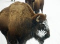 Bisons Buffalos in Winter in Yellowstone National Park, Wyoming and Montana. Northwest. Yellowstone is a winter wonderlandpe. Royalty Free Stock Photo