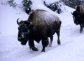 Bisons Buffalos in Winter in Yellowstone National Park, Wyoming and Montana. Northwest. Yellowstone is a winter wonderlandpe. Royalty Free Stock Photo