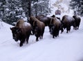 Bisons Buffalos in Winter in Yellowstone National Park, Wyoming and Montana. Northwest. Yellowstone is a winter wonderlandpe. Royalty Free Stock Photo