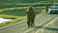 Bisons Buffalos in Yellowstone National Park, Wyoming and Montana. Royalty Free Stock Photo