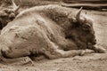 Bisons close up sleeping on a ground in the zoo. Sepia photo of Royalty Free Stock Photo