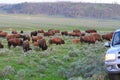 Bisons crossing road,Yellowstone Royalty Free Stock Photo
