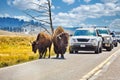 Bisons crossing road at the Yellowstone National Park. Wyoming. USA.