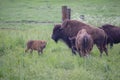 Bisons of different age grazing in a field Royalty Free Stock Photo