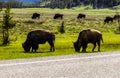 Bisons eating grass in Yellowstone