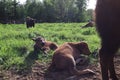 Bisons family. European bison, Saint-Petersburg, Toksovo, bison was born in the reserve