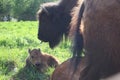 Bisons family. European bison, Saint-Petersburg, Toksovo, bison was born in the reserve