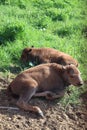 Bisons family. European bison, Saint-Petersburg, Toksovo, bison was born in the reserve