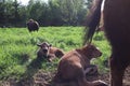 Bisons family. European bison, Saint-Petersburg, Toksovo, bison was born in the reserve