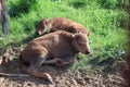 Bisons family. European bison, Saint-Petersburg, Toksovo, bison was born in the reserve