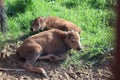 Bisons family. European bison, Saint-Petersburg, Toksovo, bison was born in the reserve