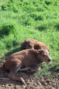 Bisons family. European bison, Saint-Petersburg, Toksovo, bison was born in the reserve