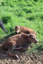 Bisons family. European bison, Saint-Petersburg, Toksovo, bison was born in the reserve