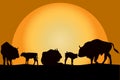 Bisons family at sunset Royalty Free Stock Photo