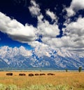 Bisons in Grand Teton National Park