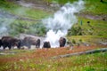 Bisons grazing along the Upper Geyser Basin in Yellowstone National Park, where steam rises from geyser vents and hot springs near Royalty Free Stock Photo