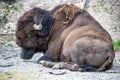 Bisons grazing along Yellowstone National Park Royalty Free Stock Photo