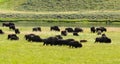 Bisons grazing in valley yellowstone national park Royalty Free Stock Photo