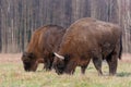 Bisons on a meadow in the Bialowieza National Park