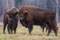 Bisons on a meadow in the Bialowieza National Park