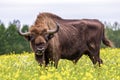 Bisons on a meadow in the Bialowieza National Park