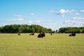 Bisons in an open area with green grass near the forest. Sunny day. Blue skies. Other animals on the background