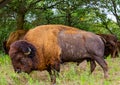 Bisons on the plain Gretna Nebraska Royalty Free Stock Photo