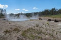 The bisons relax near a geothermal hot spring in Yellowstone National Park Royalty Free Stock Photo