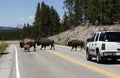 Bisons on the road Royalty Free Stock Photo