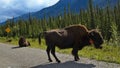 Bisons at the road in Yukon,Canada Royalty Free Stock Photo