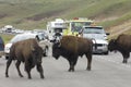 Bisons in Yellowstone