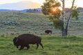 Bisons in Yellowstone National Park Royalty Free Stock Photo