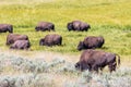 Bisons in Yellowstone National Park, Wyoming, USA Royalty Free Stock Photo