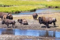 Bisons in Yellowstone National Park, Wyoming, USA Royalty Free Stock Photo