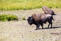 Bisons in Yellowstone National Park, Wyoming, USA Royalty Free Stock Photo