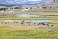 Bisons in Yellowstone National Park, Wyoming, USA Royalty Free Stock Photo