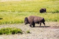 Bisons in Yellowstone National Park, Wyoming, USA Royalty Free Stock Photo