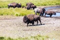 Bisons in Yellowstone National Park, Wyoming, USA Royalty Free Stock Photo