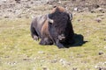 Bisons in Yellowstone National Park, Wyoming, USA Royalty Free Stock Photo