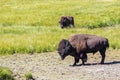 Bisons in Yellowstone National Park, Wyoming, USA Royalty Free Stock Photo