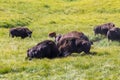 Bisons in Yellowstone National Park, Wyoming, USA Royalty Free Stock Photo