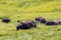 Bisons in Yellowstone National Park, Wyoming, USA Royalty Free Stock Photo