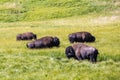 Bisons in Yellowstone National Park, Wyoming, USA Royalty Free Stock Photo