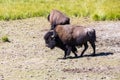 Bisons in Yellowstone National Park, Wyoming, USA Royalty Free Stock Photo